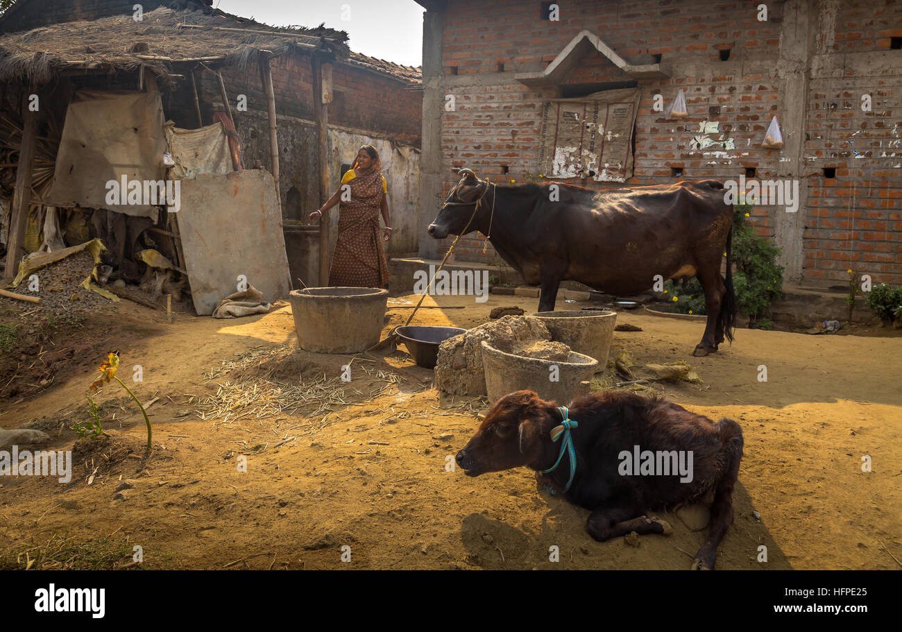 Indianerin fressen ihr Vieh in einem indischen Dorf in Bankura, West-Bengalen. Stockfoto