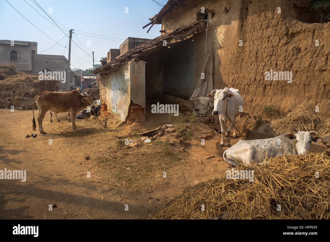 Indische Bauerndorf mit Vieh und Schlamm Häuser mit Strohdach Bankura, West Bengal, Indien. Stockfoto