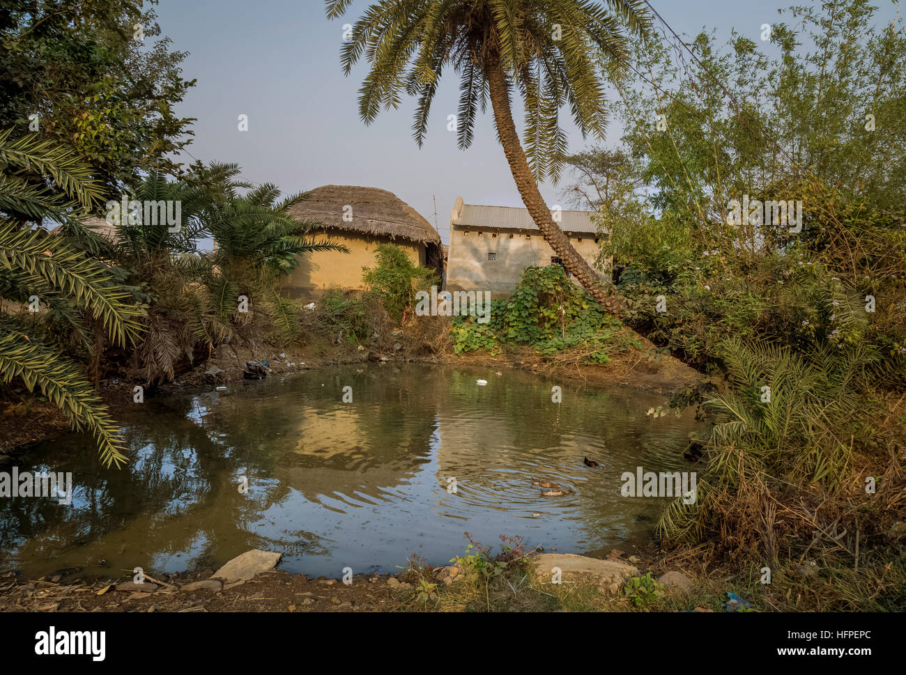 Ein Dorfteich mit Enten, umgeben mit Schlamm beherbergt. Ländlicher Schönheit von einem indischen Dorf in Bankura, West-Bengalen. Stockfoto