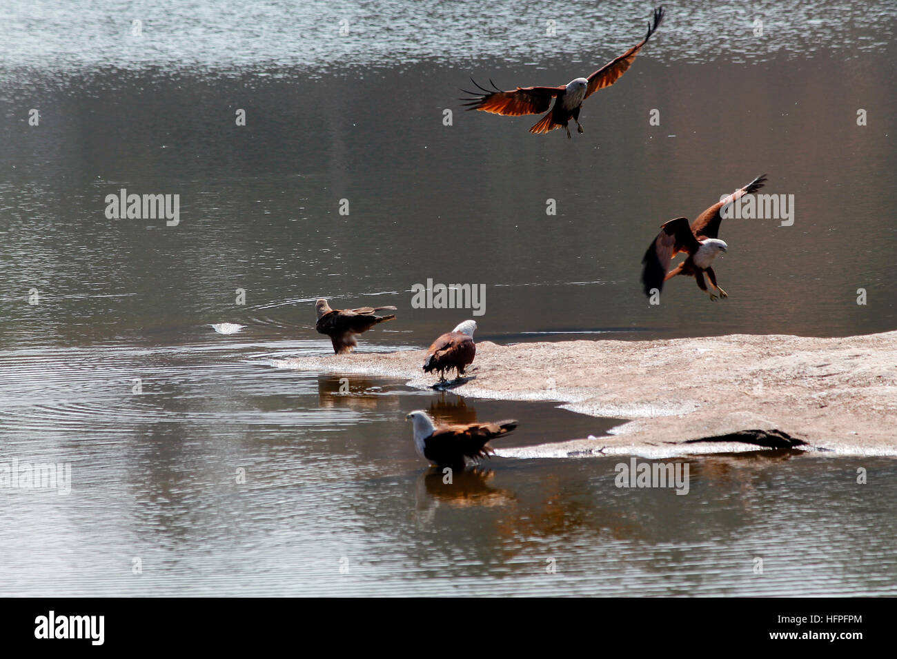 Adler Stockfoto