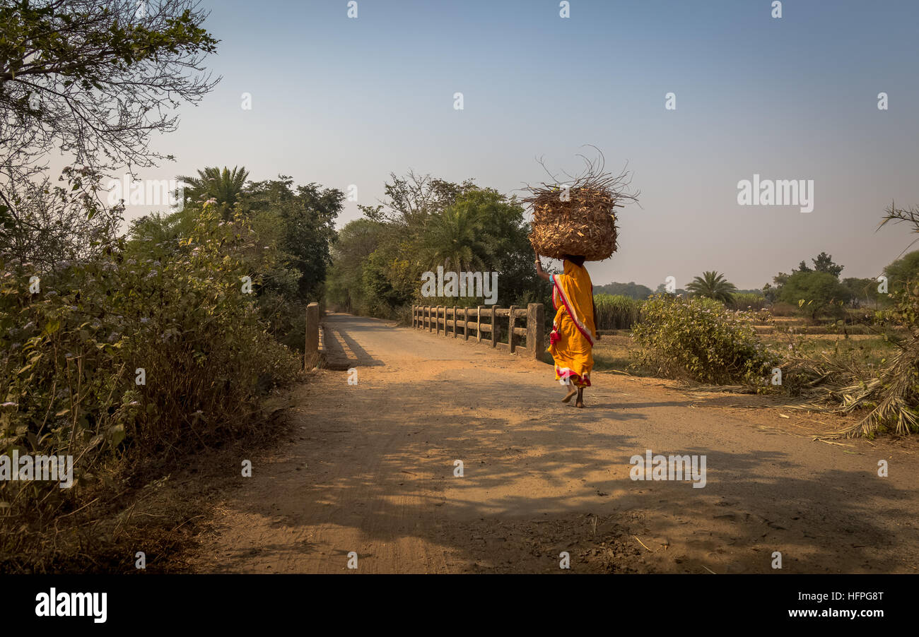 Ländliche Indianerin trägt Holz auf dem Kopf zum Brennen auf ihr Dorf in Bankura, West Bengal, Indien. Stockfoto