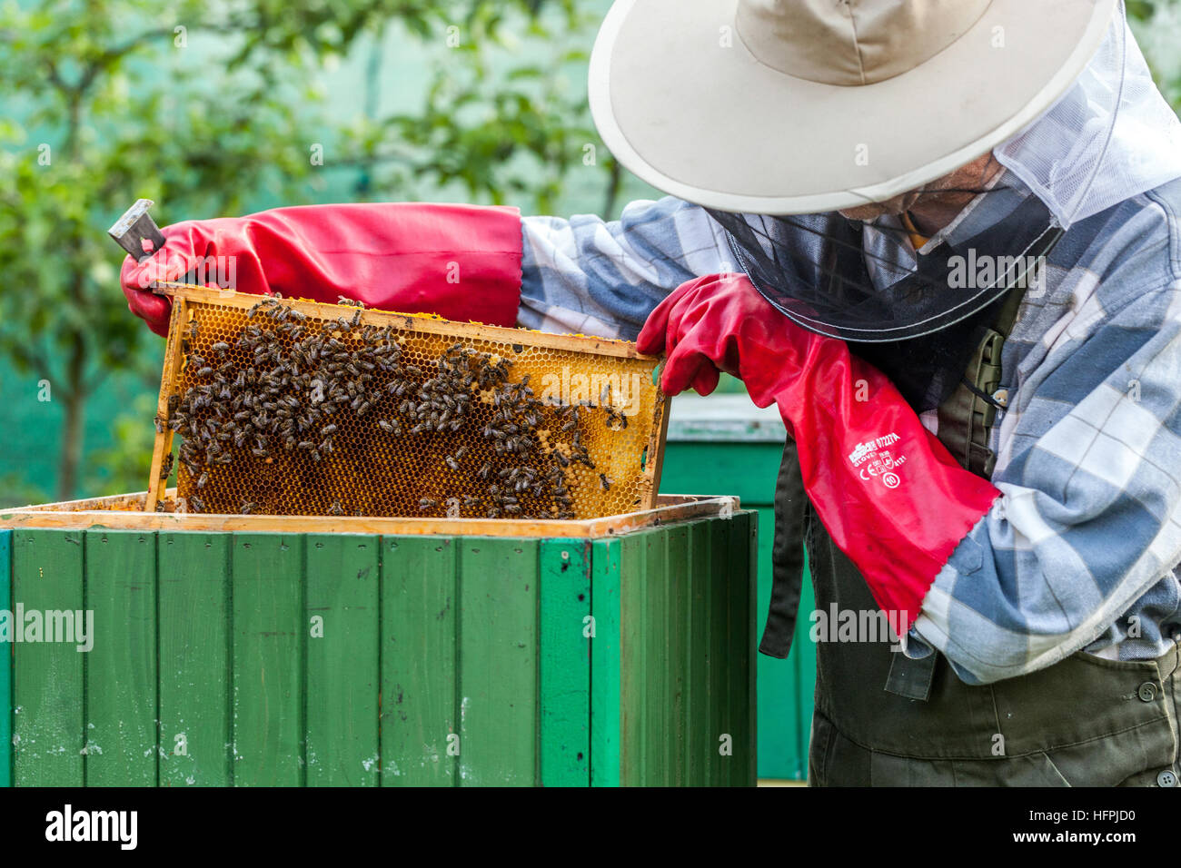 Imker bei der Arbeit Anzug mit Wabe, voller Honig, Imker Inspektionsrahmen Stockfoto