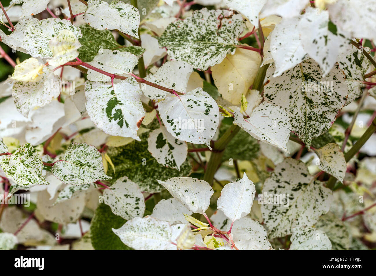 Fallopia japonica 'Variegata' mit marmorierten Effekt der Blätter Reynoutria japonica Stockfoto