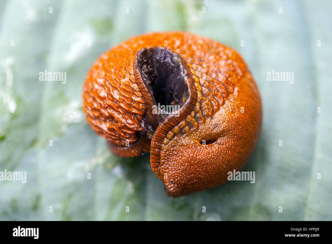 Spanischer Slug, Arion lusitanicus, Arion vulgaris, auf einem Blatt, unangenehmer Schädling in den Gartenschädlingen Stockfoto