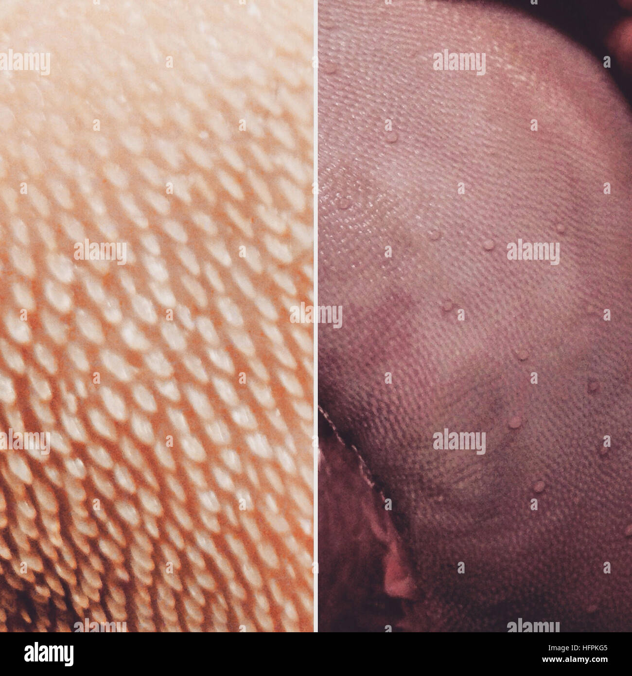 Rinderzunge in detail Stockfotografie - Alamy