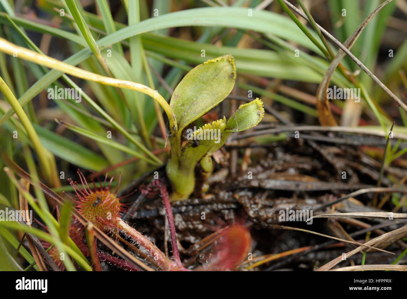 Moor-Orchidee, Hammarbya Paludosa, Levaes mit Zwiebelchen Stockfoto
