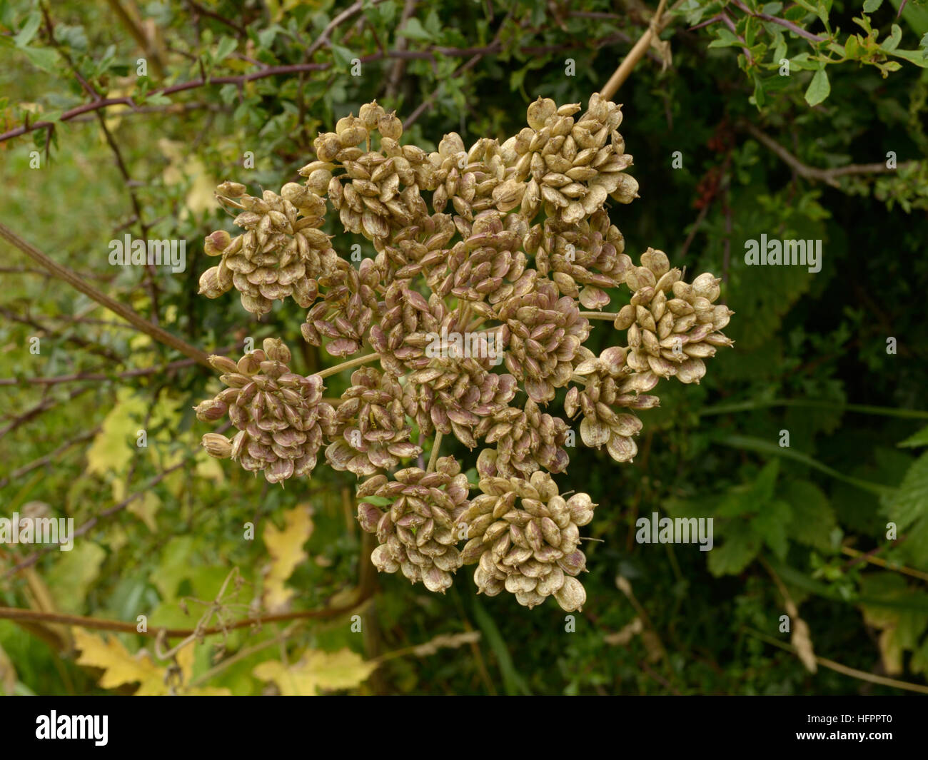 Bärenklau, Heracleum Sphondylium, Früchte Stockfoto
