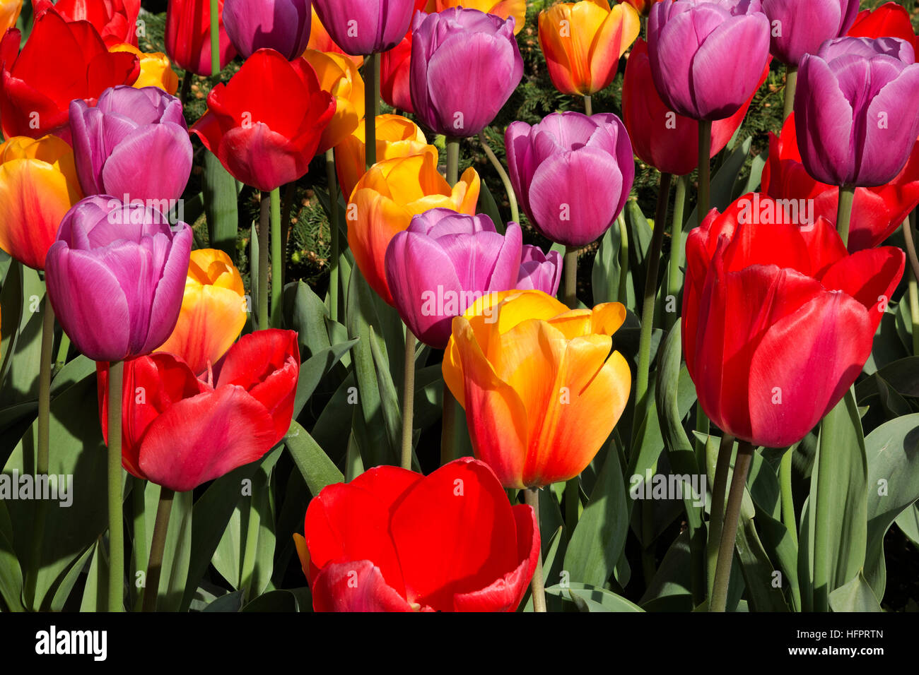WA13058-00... WASHINGTON - ein Beet von Tulpen und Hyazinthen im RoozenGaarde Display Garden für Glühbirnen. Stockfoto