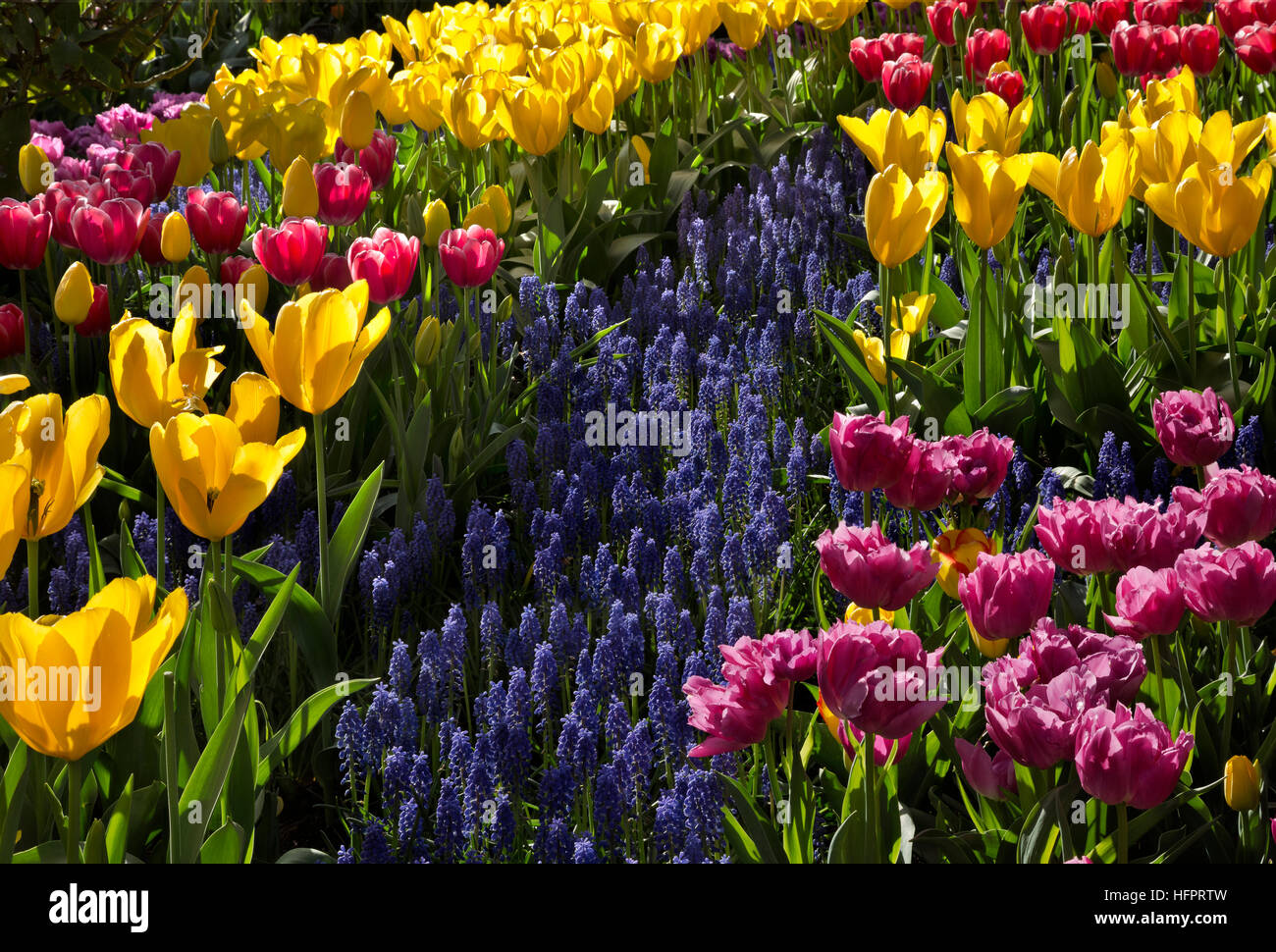 WA13060-00... WASHINGTON - Tulpen und Hyazinthen blühen in einem Anzeige-Garten am RoozenGaarde-Birne-Farm in der Nähe von Mount Vernon. Stockfoto