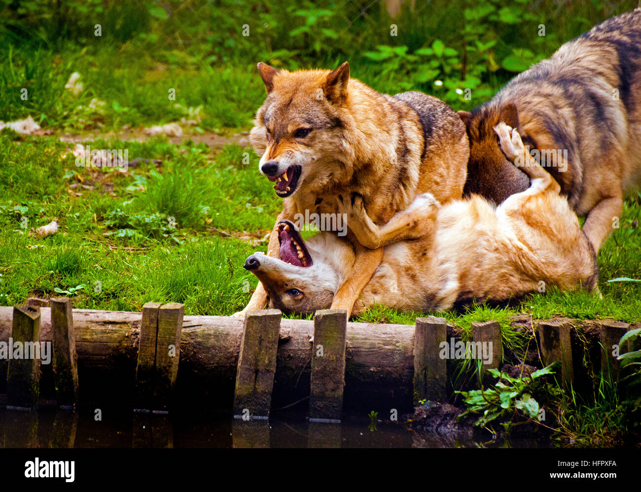 Geschwisterrivalität. 3 Wölfe, die ihre Fähigkeiten mit ein wenig spielen kämpfen! Habe ziemlich rau für ein paar Minuten! Stockfoto