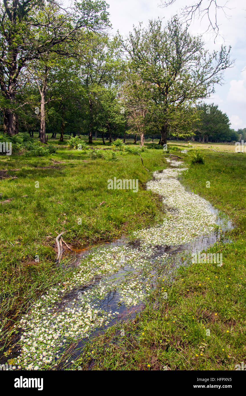 Fluss bedeckt mit Wasserblumen (Ranunculus aquatilis) im New Forest National Park, Hampshire, England. Stockfoto