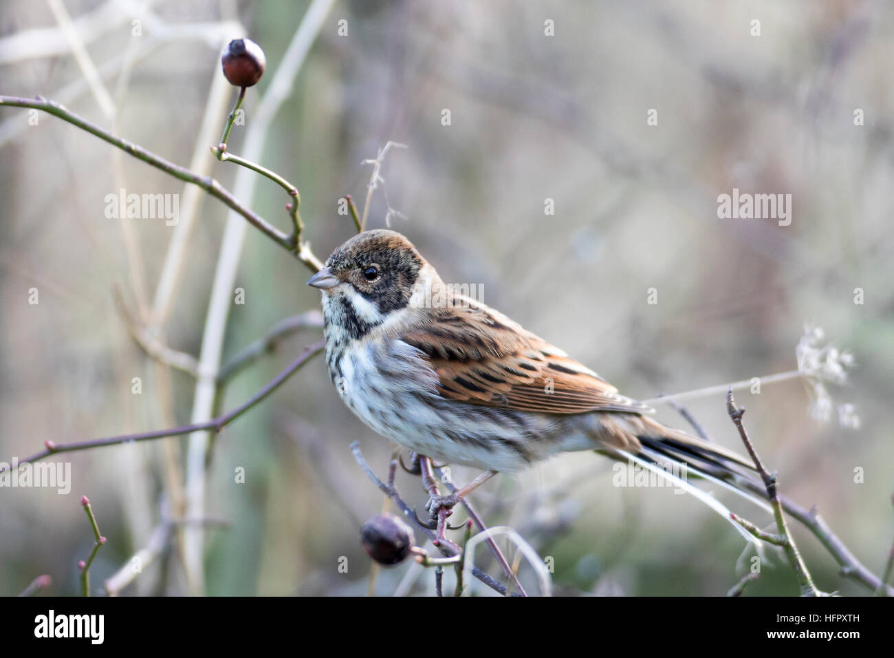 Stieglitz, Zuchtjahr Zuchtjahr Stockfoto