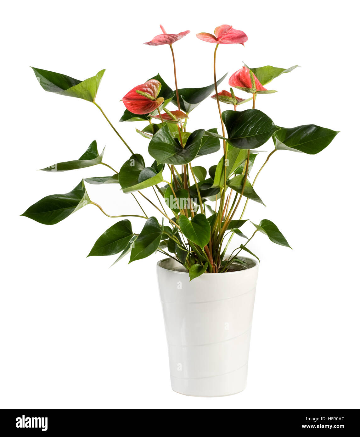Schließen Sie sich attraktive Gattung Anthurium Blume Pflanze, Konwn als Flamingo-Blume, auf weißen Topf isoliert auf weißem Hintergrund. Stockfoto