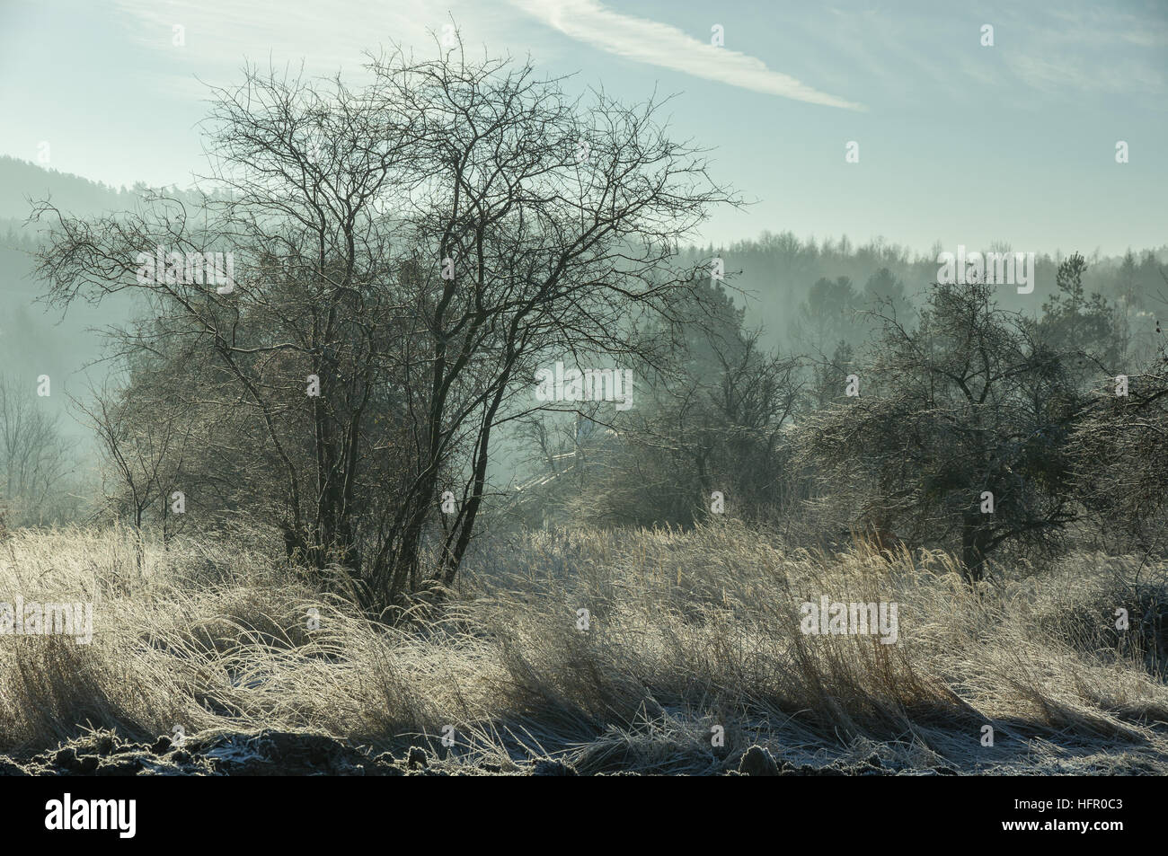 Bäume und Rasen mit Frost bedeckt im sonnigen Wintermorgen Stockfoto