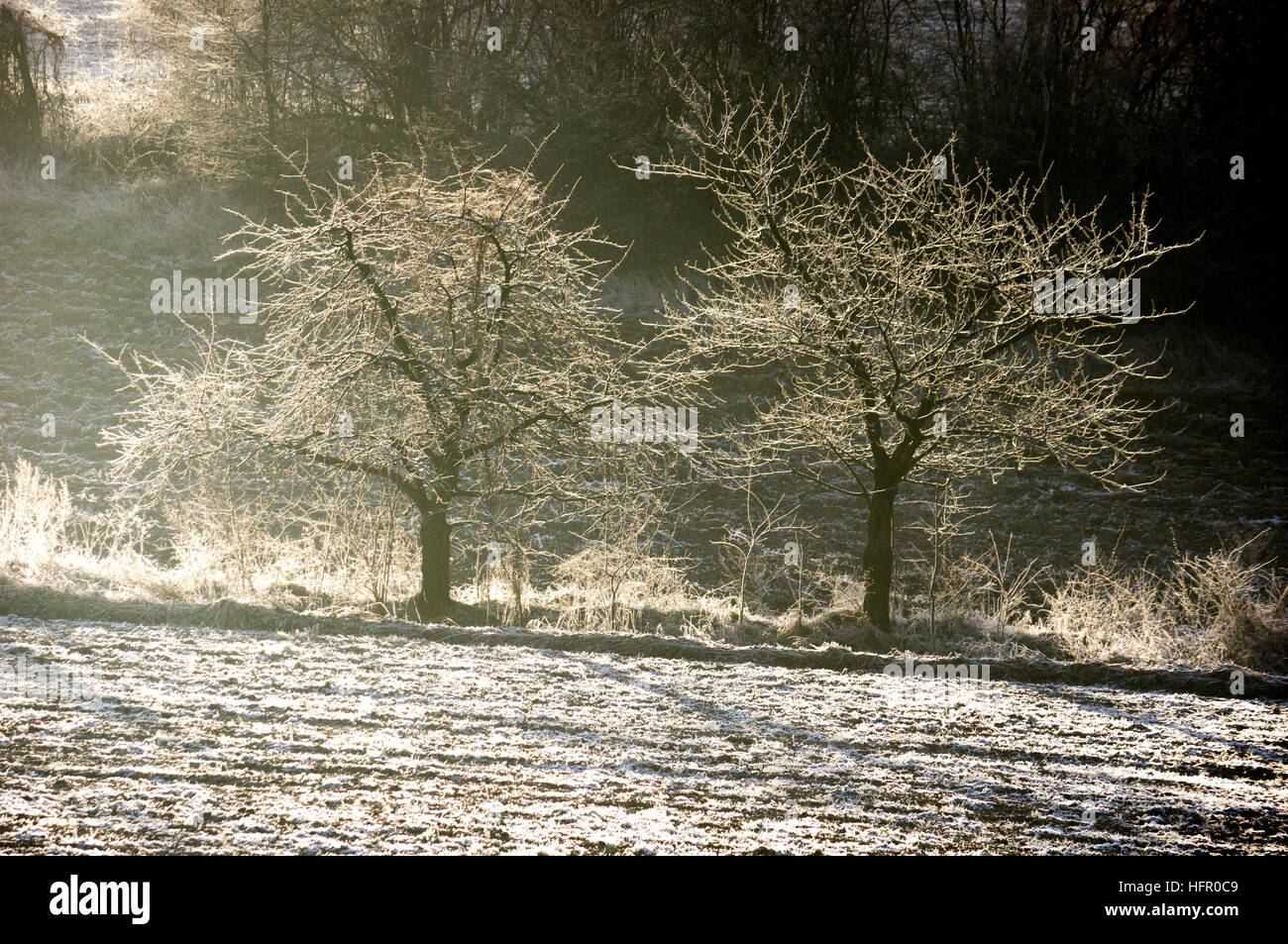 Zwei alte Kirschen bedeckt mit Frost in der Morgensonne im winter Stockfoto