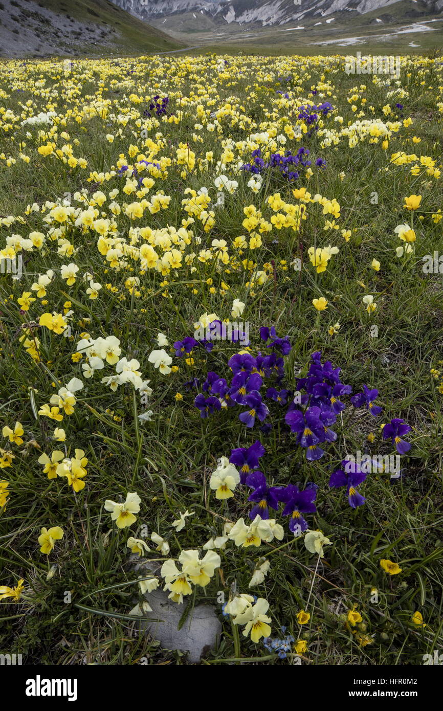 Massen der Apenninen Stiefmütterchen Viola Eugeniae, Gran Sasso Nationalpark, Apennin, Italien. Stockfoto