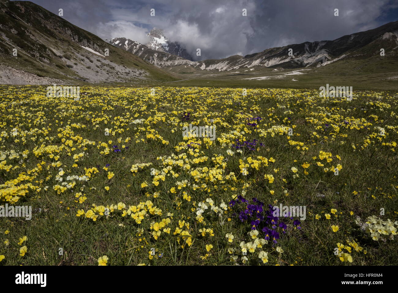 Massen der Apenninen Stiefmütterchen, Viola Eugeniae mit Corno Grande (2912m) über; Gran Sasso Nationalpark, Apennin, Italien. Stockfoto