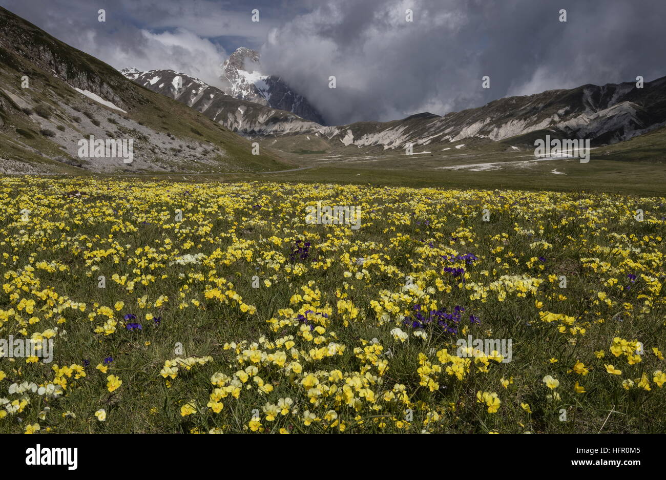 Massen der Apenninen Stiefmütterchen, Viola Eugeniae mit Corno Grande (2912m) über; Gran Sasso Nationalpark, Apennin, Italien. Stockfoto