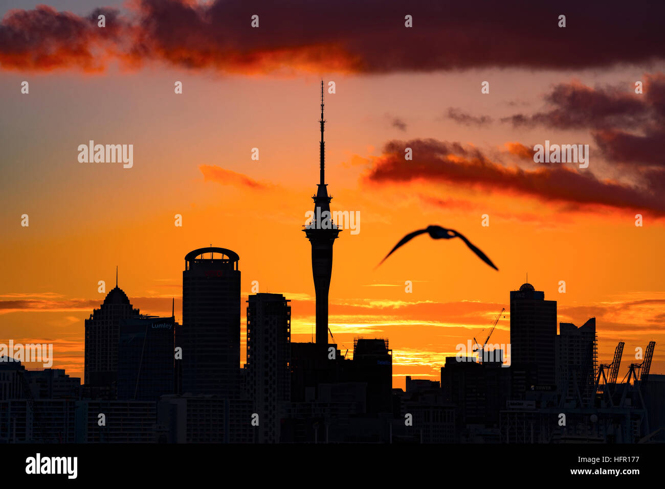 Auckland Sky Tower, Auckland, Neuseeland. Stockfoto