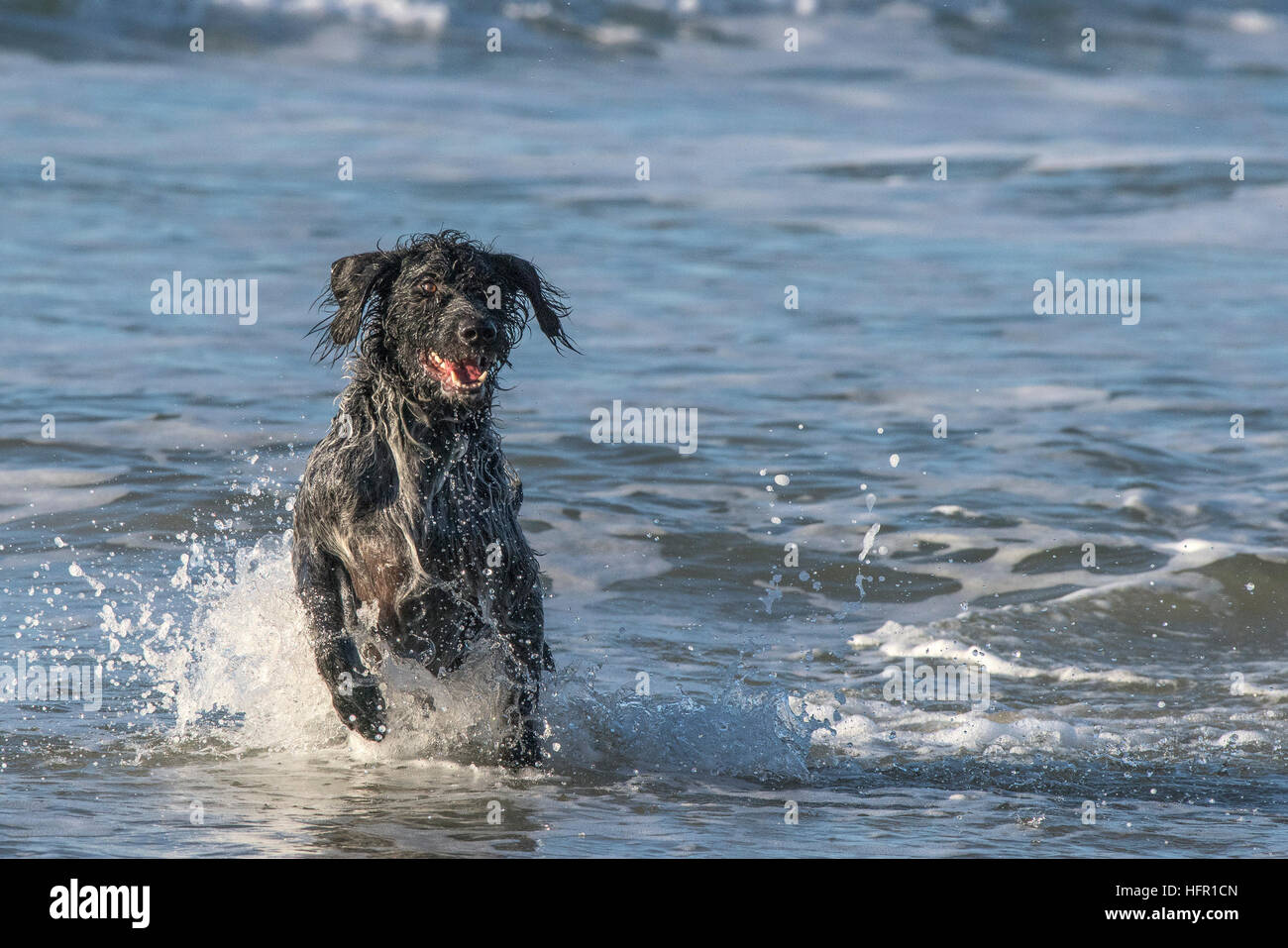 Ein deutscher Wirehaired Pointer genießen spielen im Meer. Stockfoto