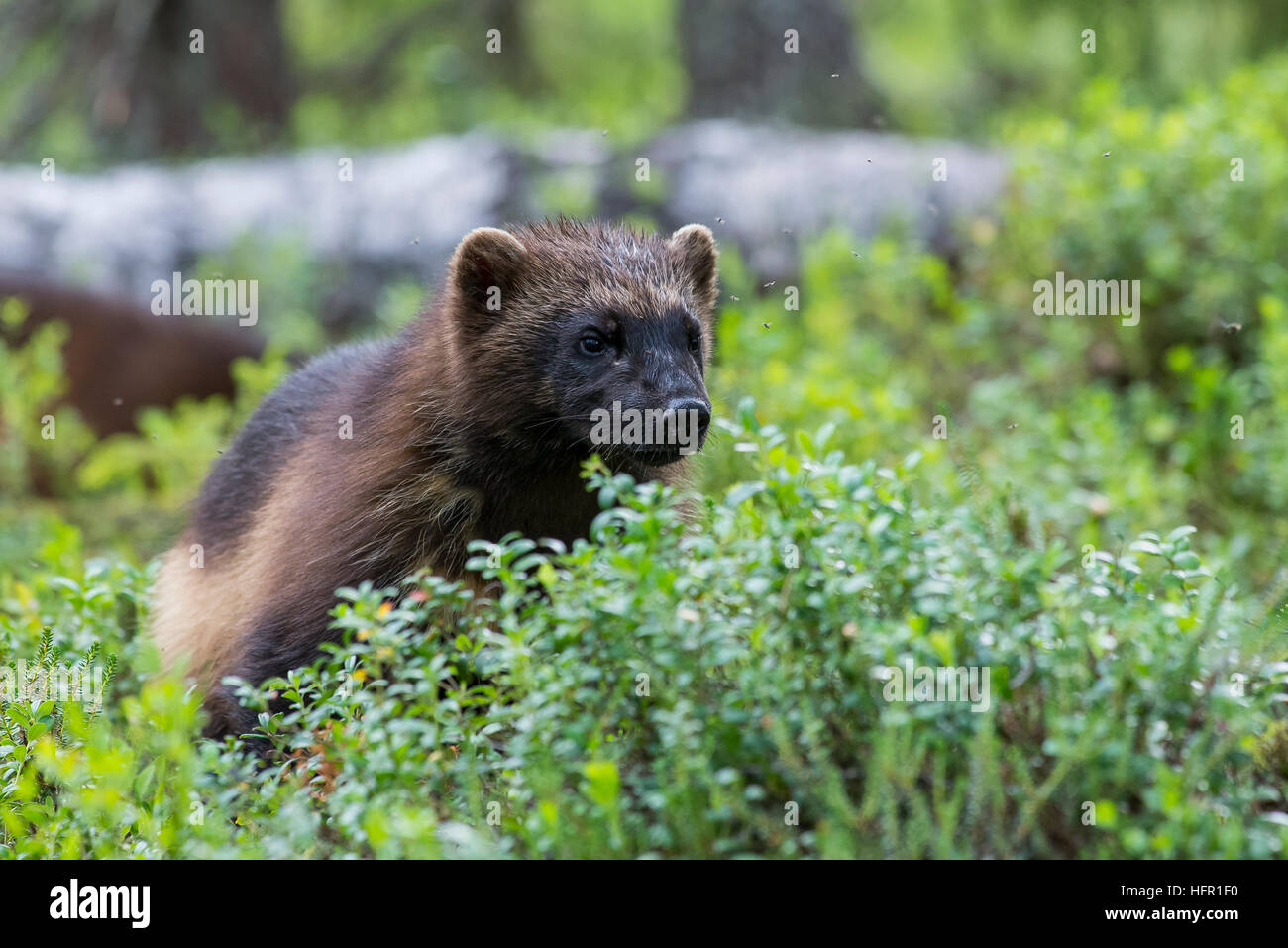 Wolverine in der Taiga-Wald Stockfoto