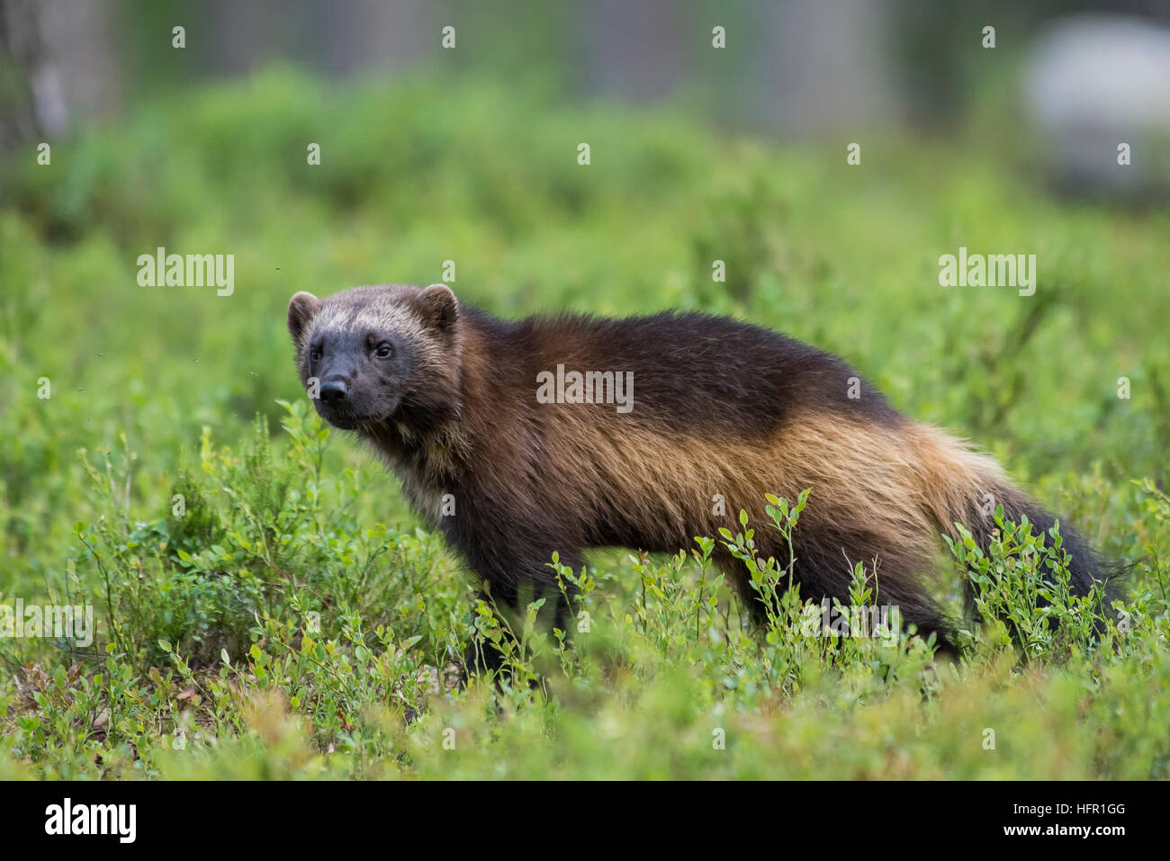 Wolverine in Taiga Wald, Nord Karelien, Finnland Stockfoto