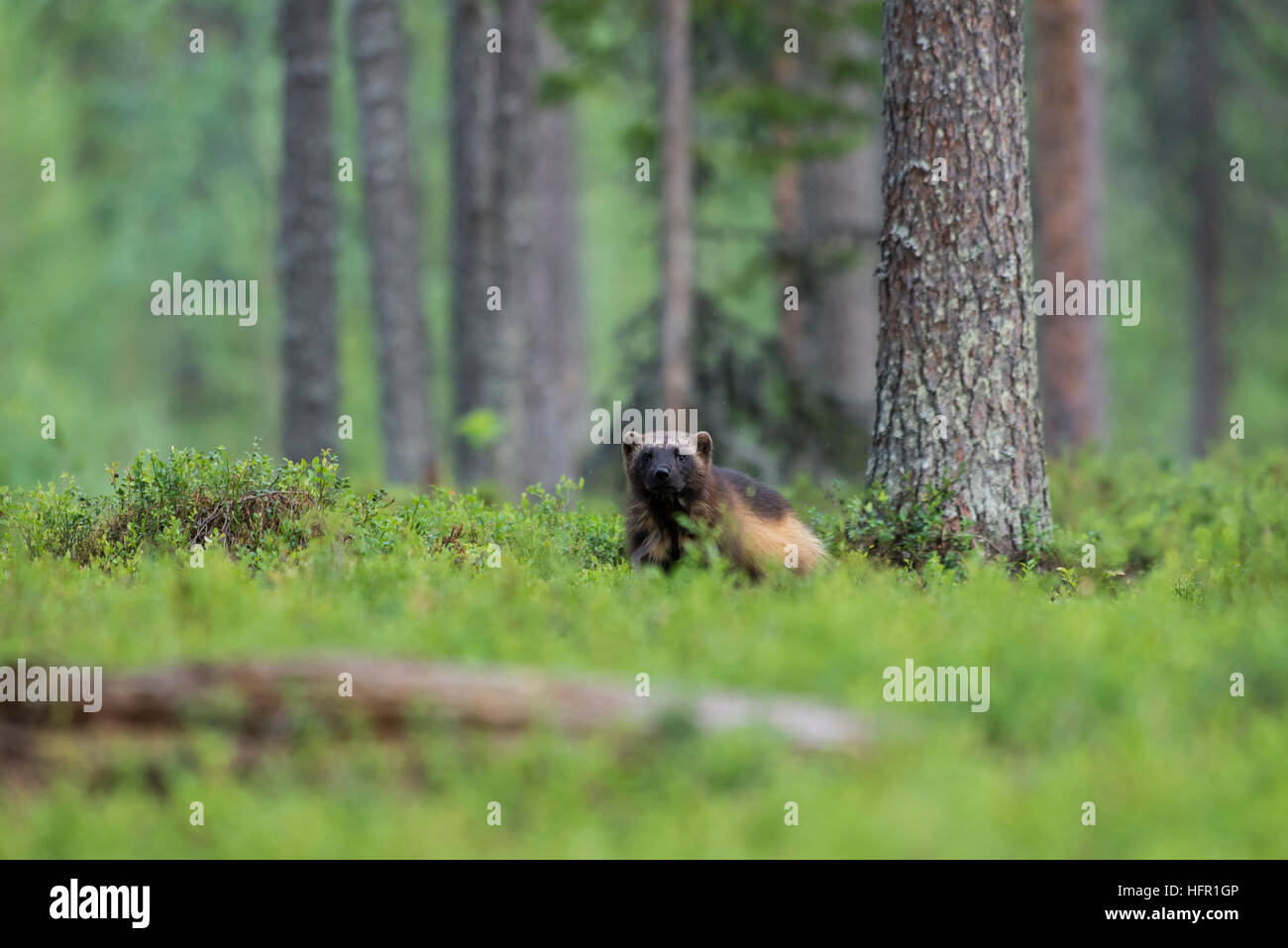 Wolverine in der Taiga-Wald, Finnland Stockfoto