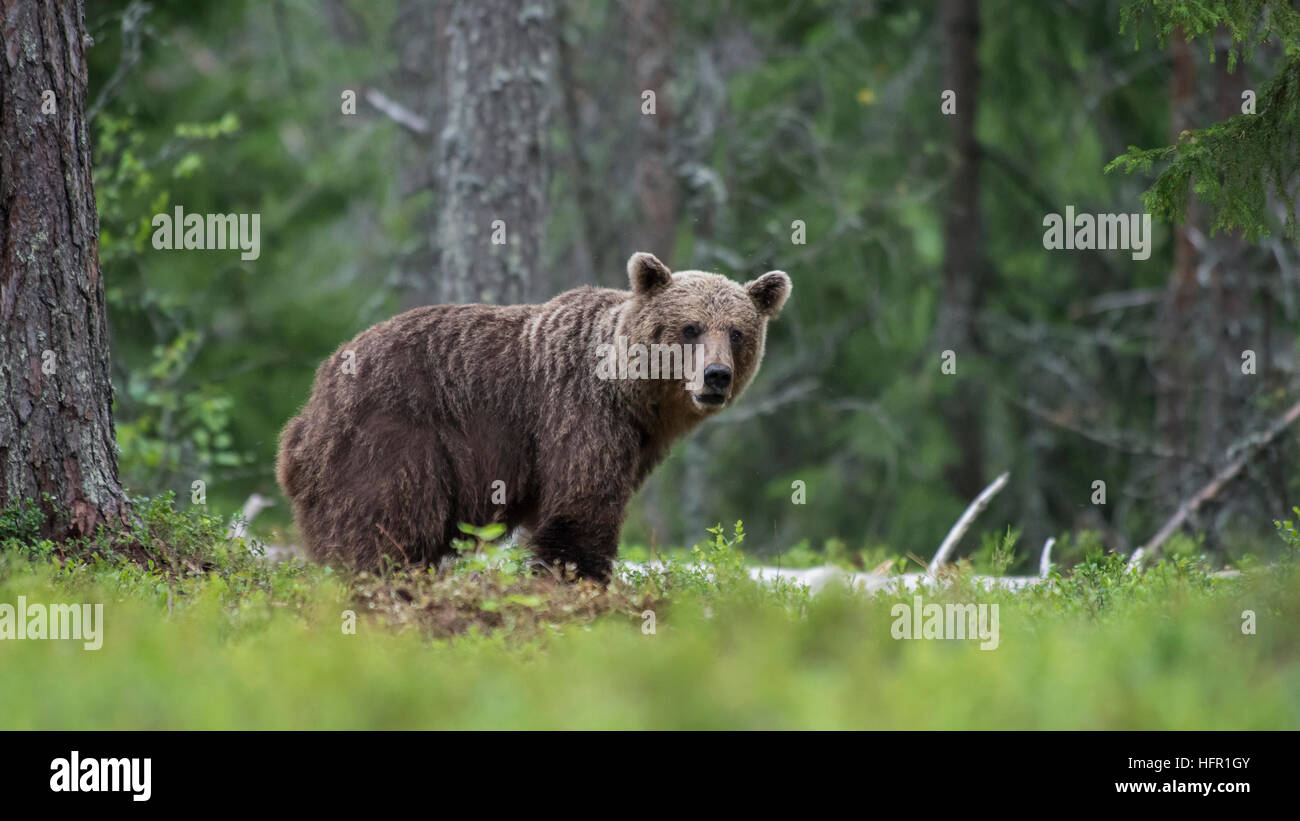 Braunbären in der finnischen Taiga-Wald Stockfoto