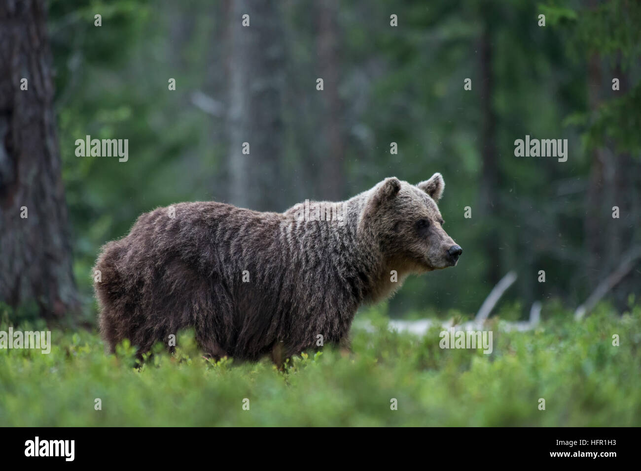 Braunbären in der Taiga-Wald Stockfoto