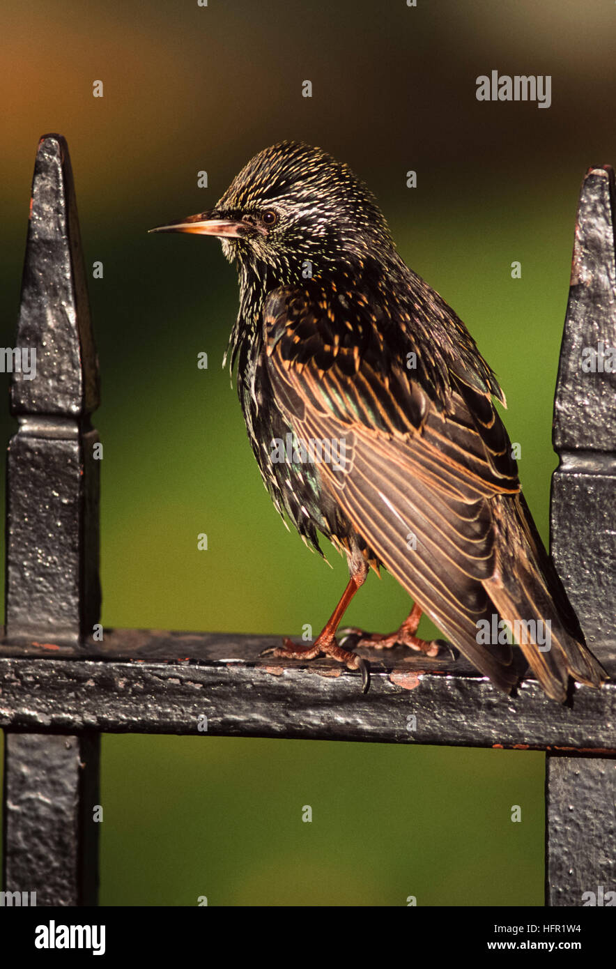 Gemeinsamen Starling oder europäischen Star (Sturnus Vulgaris), thront auf Geländer, London, UK Stockfoto