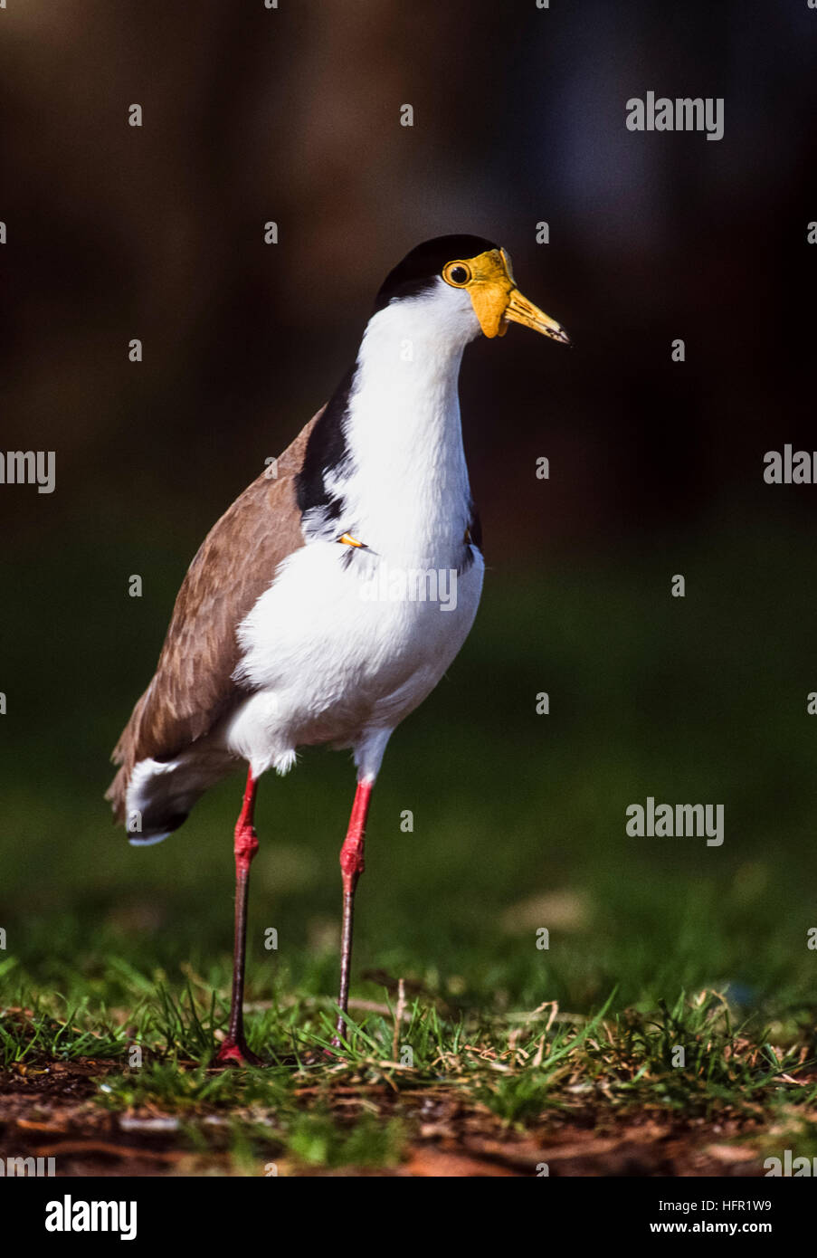 Maskierte Plover, formal Sporn - winged Plover, (Vanellus Meilen novaehollandiae), carpal Flügel zeigen, Sporen, New South Wales, Australien Stockfoto