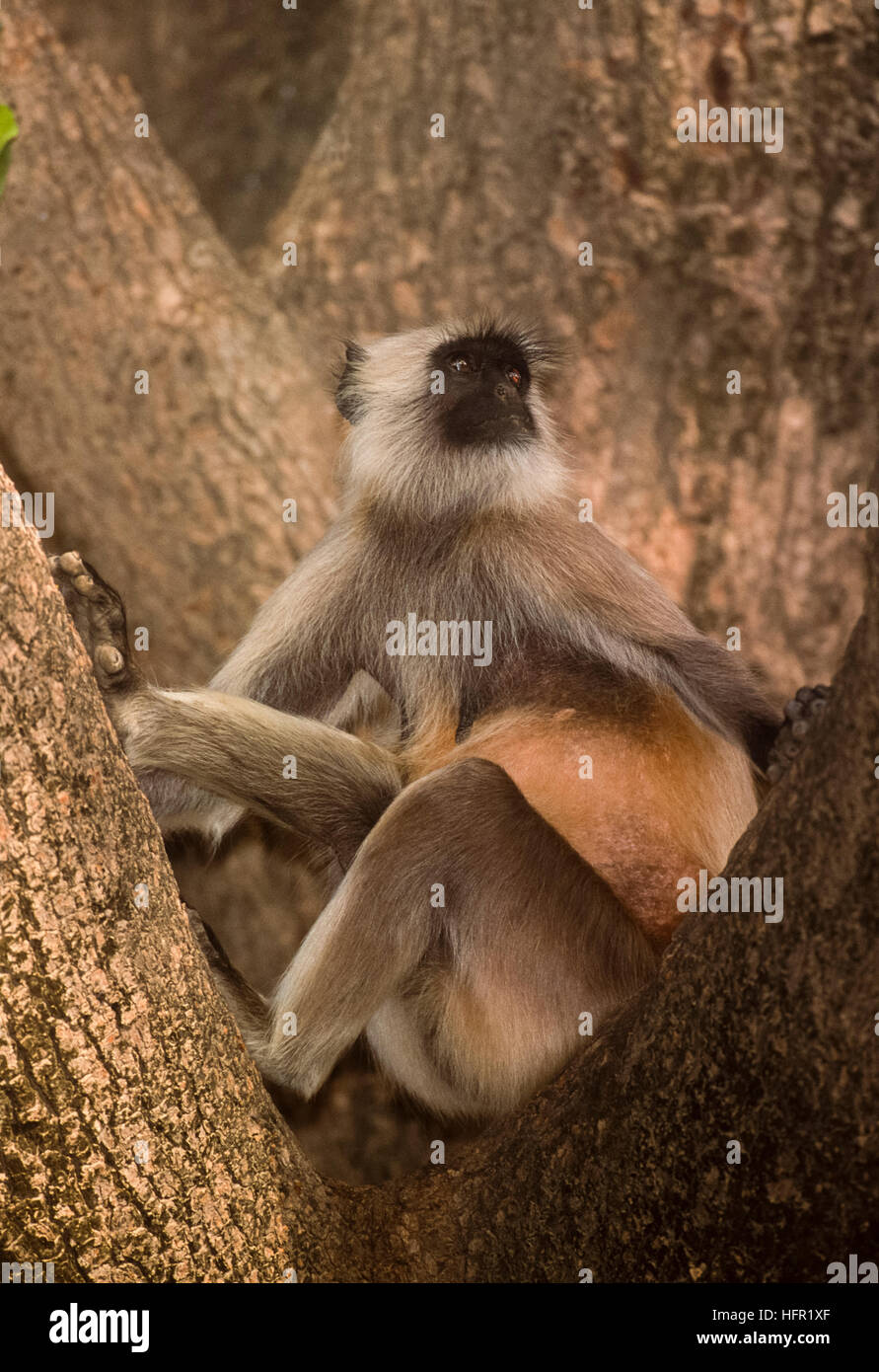 Hanuman-Languren oder grau Languren, (Semnopithecus Entellus), sitzt in einem Banyanbaum, Rajasthan, Indien Stockfoto