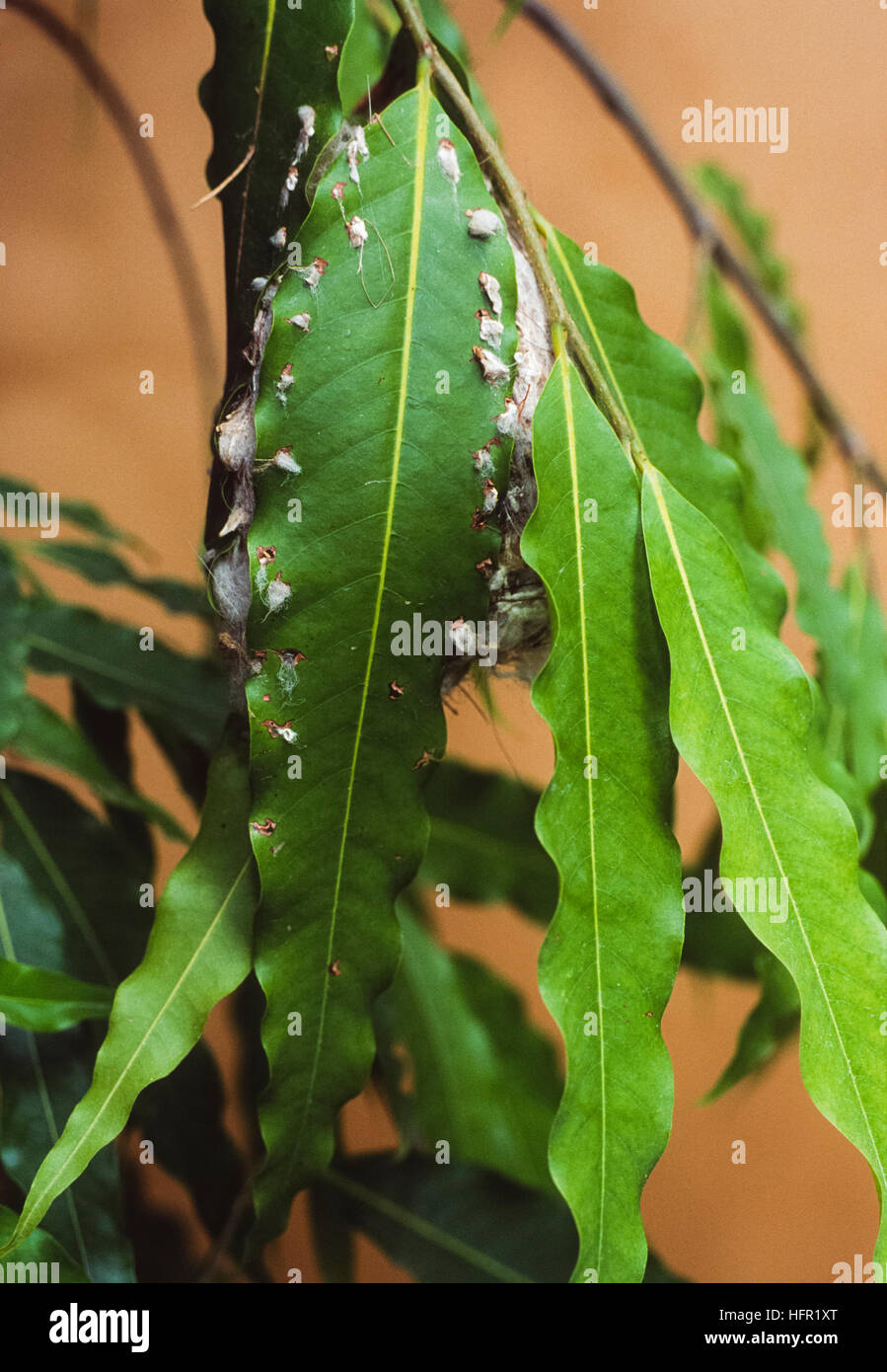 Gewöhnliches Rückvögel-Nest, Orthotomus sutorius, konstruiert mit Blättern, die mit Spinnennetzen und Pflanzenfasern genäht sind, Rajasthan, Indien Stockfoto