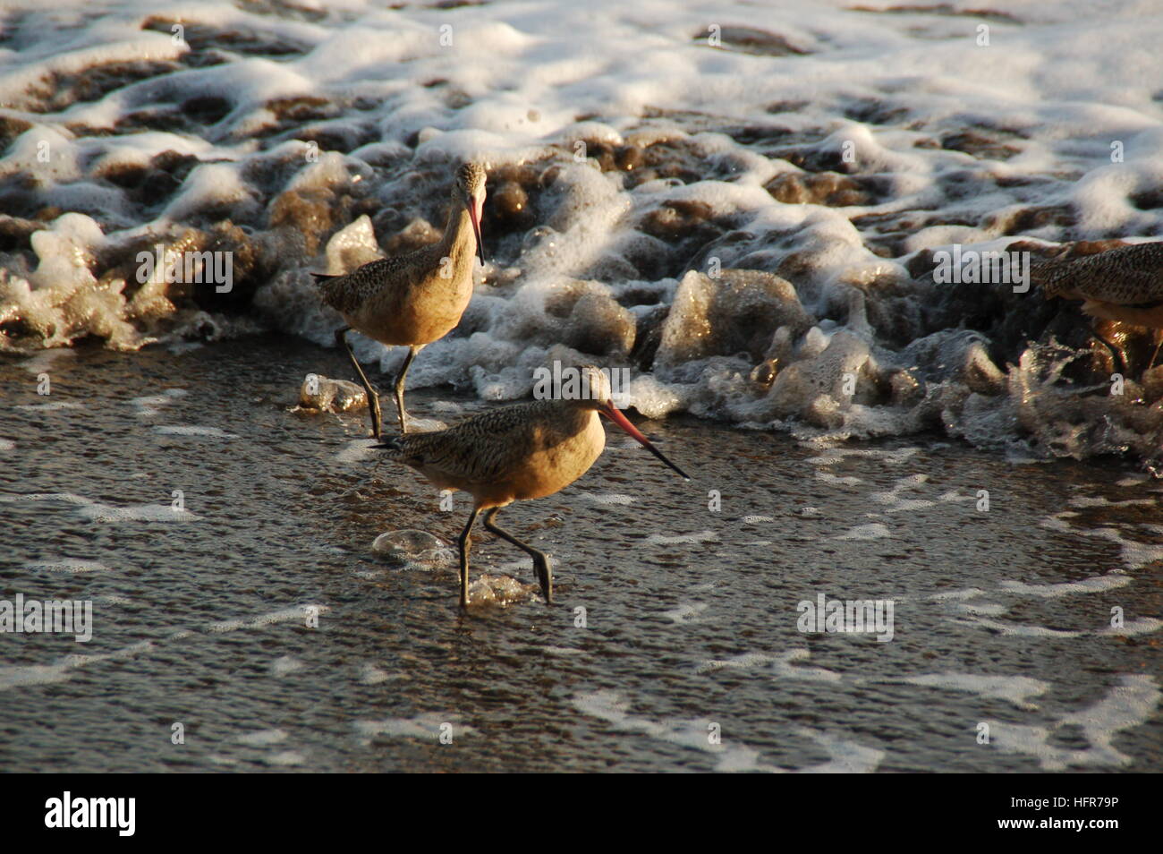 Vogel am Strand Stockfoto