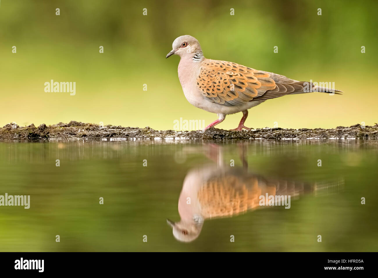 Turtle dove (Streptopelia Turtur) stehen am Vogelbad, Reflexion, Nationalpark Kiskunság, Ungarn Stockfoto