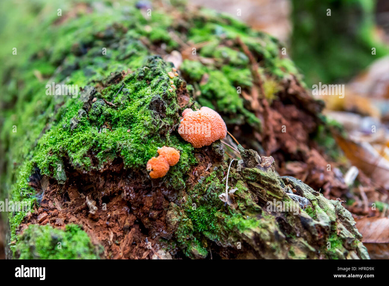 Berkshire-Wald Stockfoto