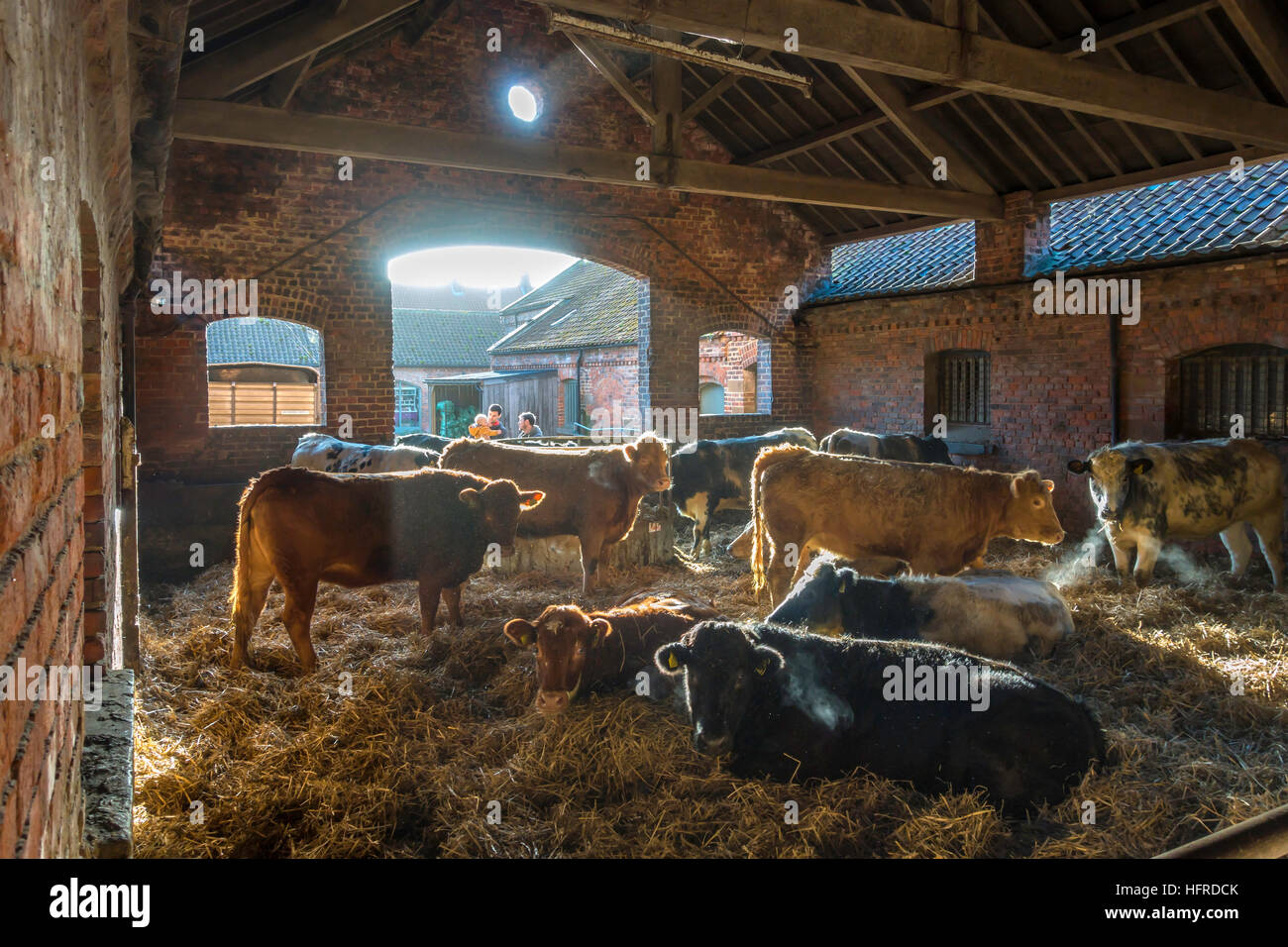 Männer und junge Rinder Überwinterung in einem Hof Scheune Heu essen anzeigen. Stockfoto