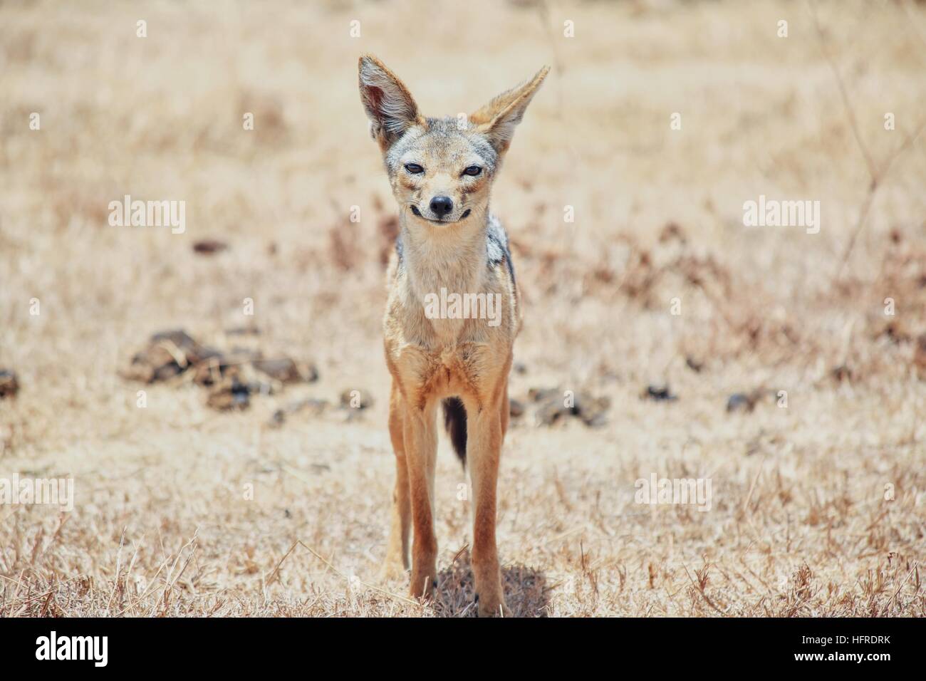 Glücklich JÄCKLE, Serengeti National Parl Stockfoto