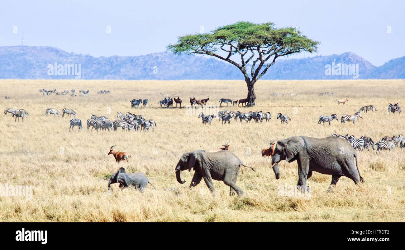 Afrikanischen Szene, Serengeti Nationalpark Stockfoto