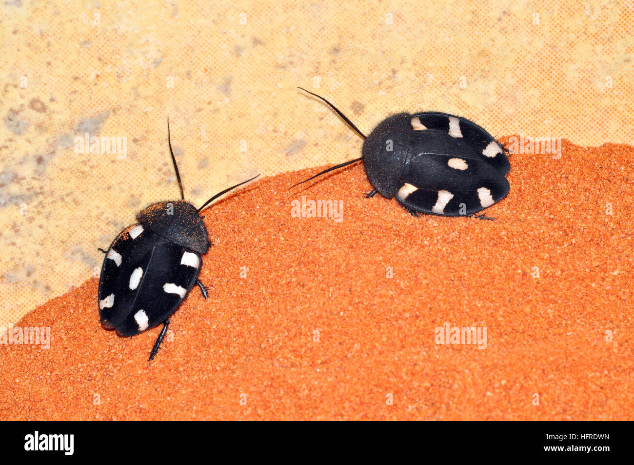 Indische Domino Kakerlake (Therea petiveriana) Stockfoto
