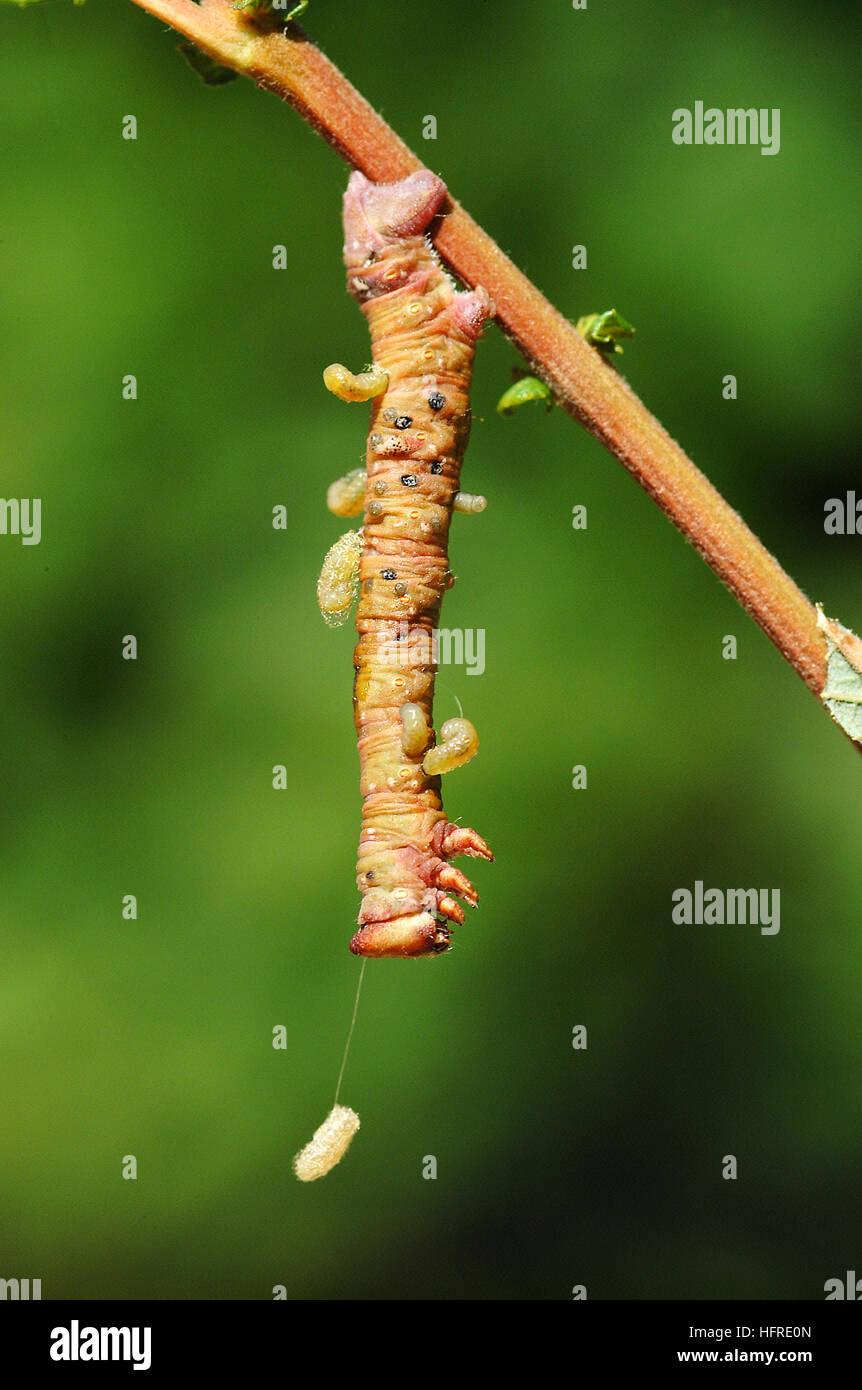 Pfeffermot (Biston betularia) Parasitengruben, die aus Raupen und sich drehenden Kokons entstehen Stockfoto