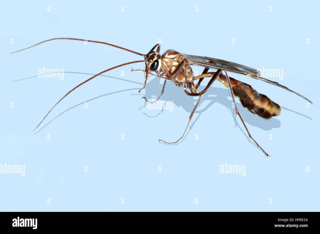 Gelbe Ophionenwespe (Ophion luteus) Stockfoto