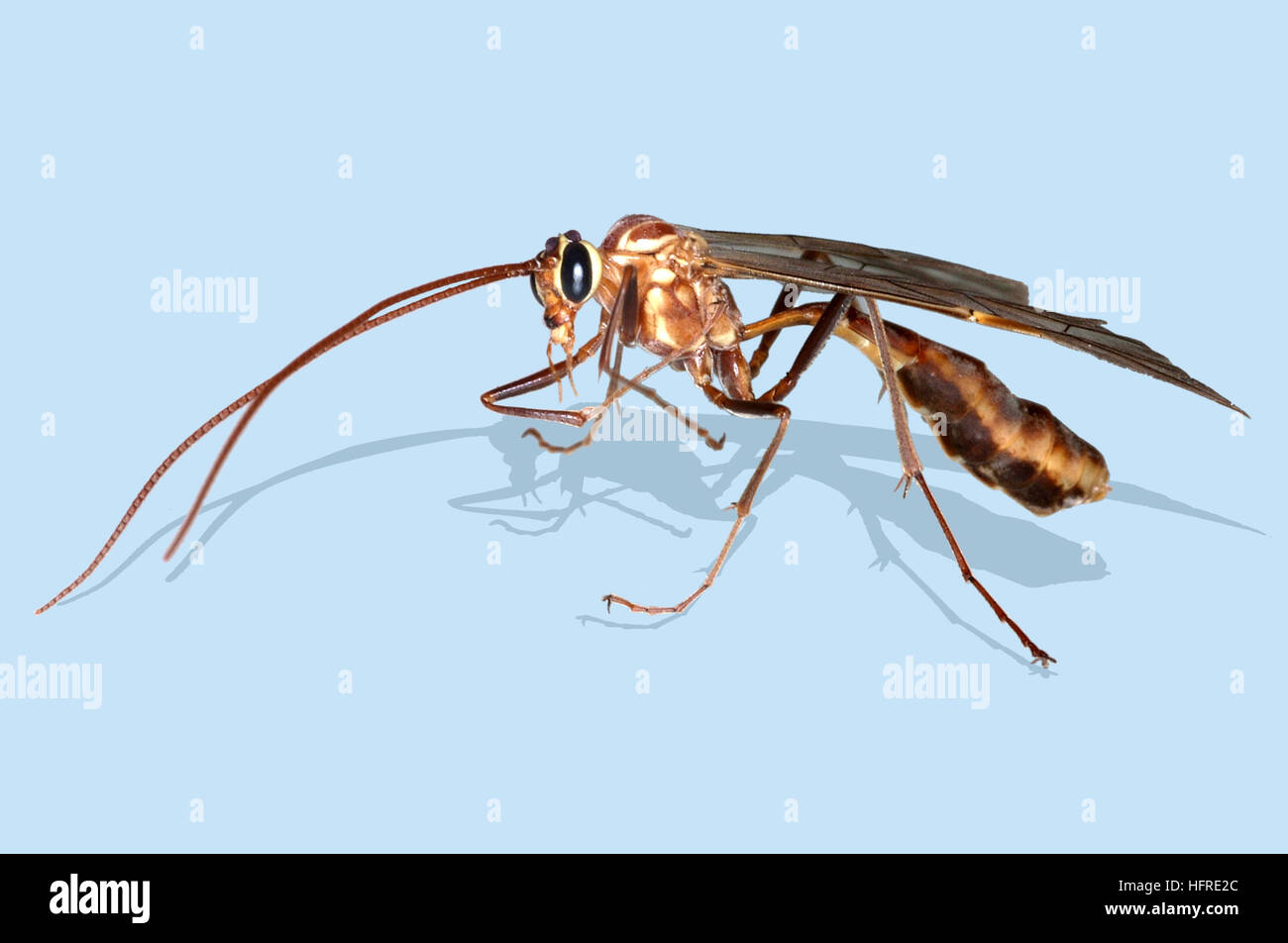 Gelbe Ophionenwespe (Ophion luteus) Stockfoto