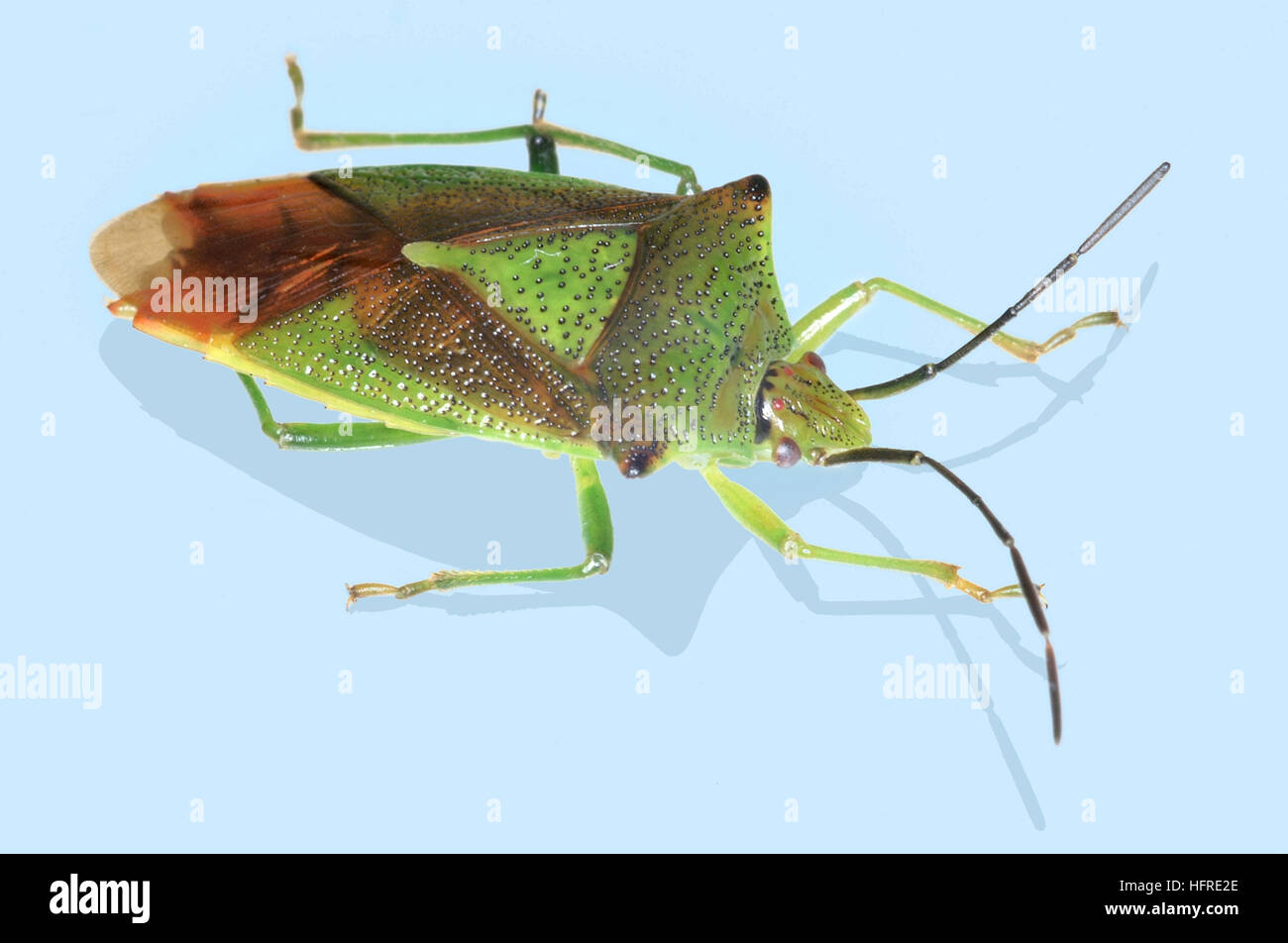 Weißdorn (Acanthosoma haemorrhoidale Shieldbug) Stockfoto