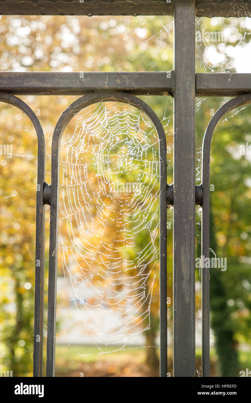 Ein Spinnennetz mit Wassertropfen in einem Zaun in kalten Herbstmorgen Stockfoto