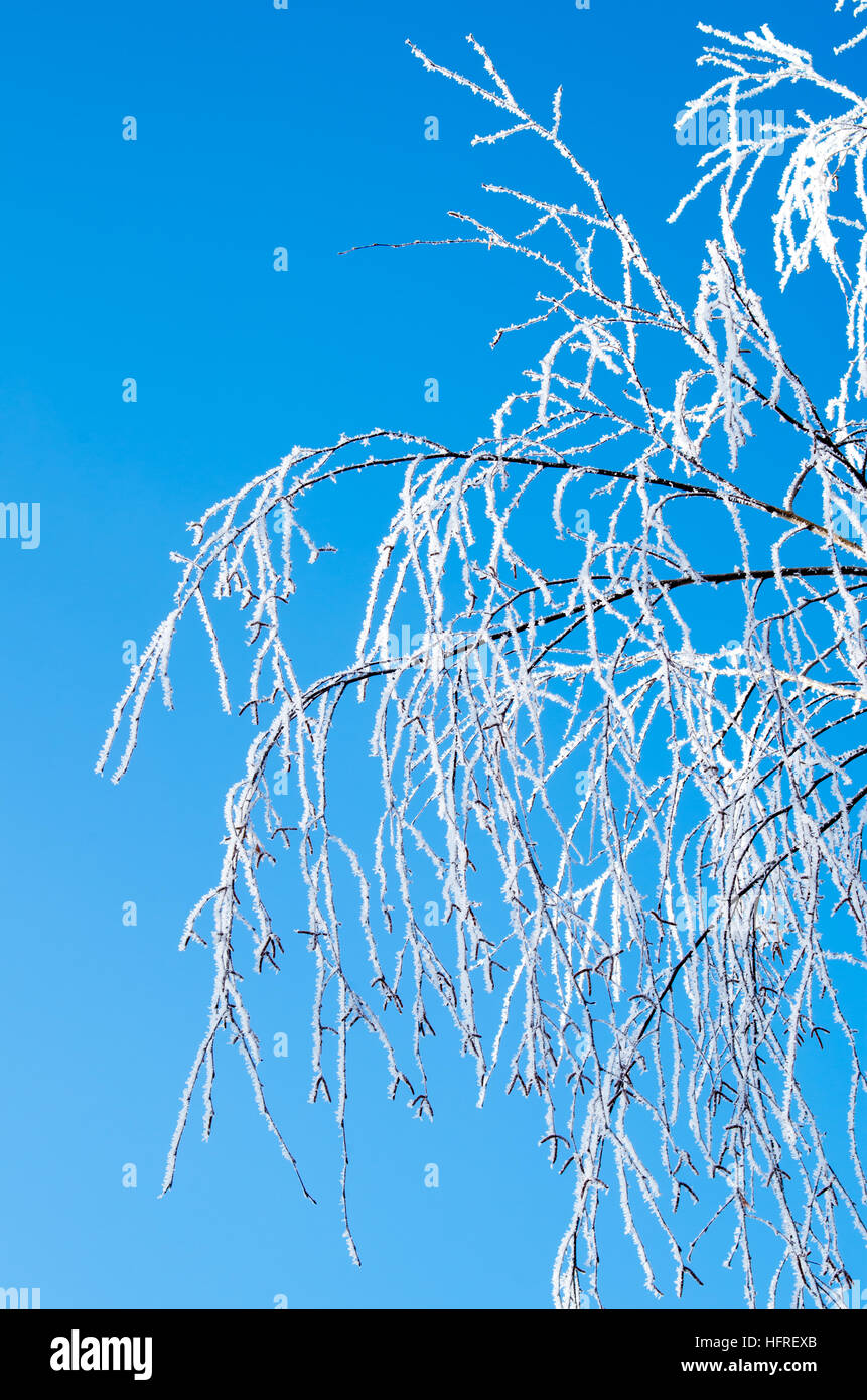 Winter mit Frost Schnee gegen den blauen Himmel bedeckt Äste Stockfoto