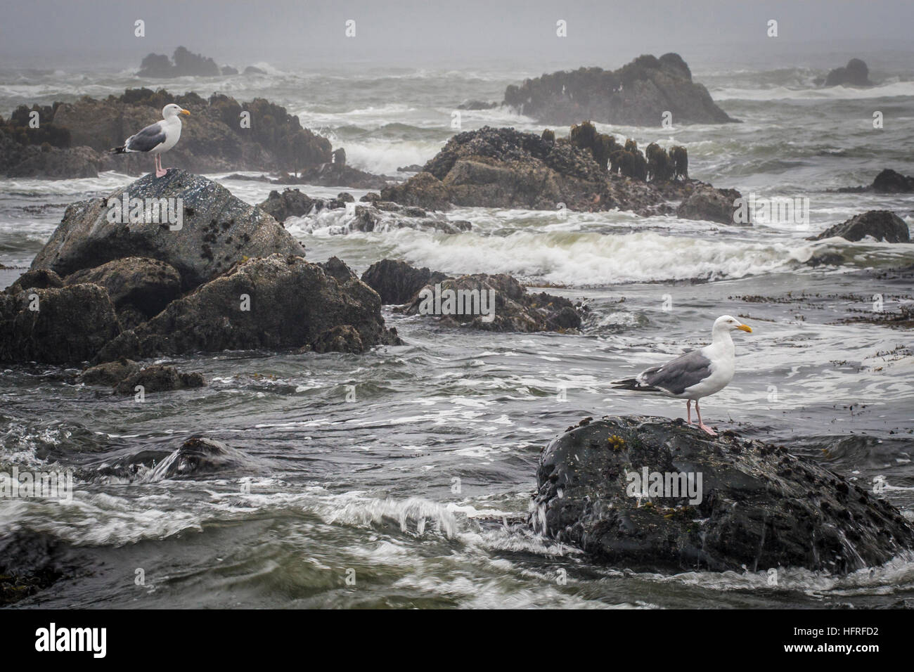 Möwen auf Felsen unter rauen Wellen. Küste von Oregon. Stockfoto