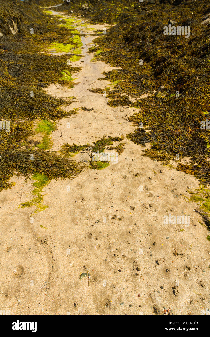 Pfad der Sand zwischen Algen bedeckt Felsen am Strand Stockfoto