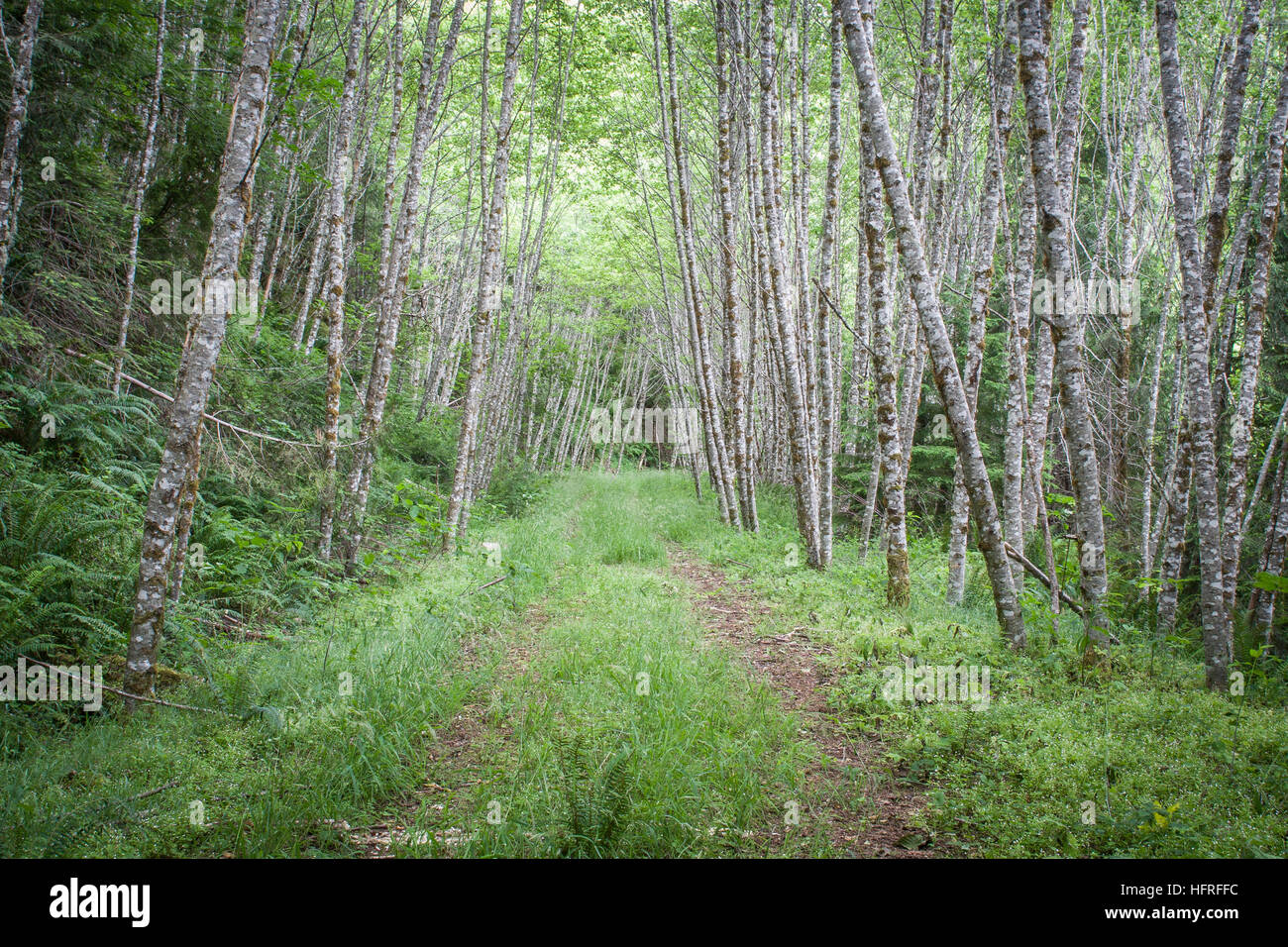 Überwucherten Forststraße, Oregon, USA. Stockfoto