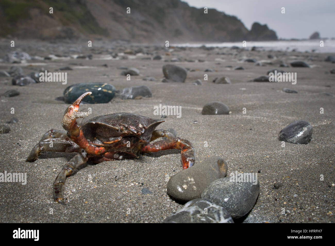 Eine Krabbe Seetang angeschwemmt an einem Strand in eine defensive Haltung.  Redwood National Park, Kalifornien, USA. Stockfoto